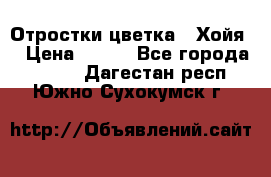 Отростки цветка  “Хойя“ › Цена ­ 300 - Все города  »    . Дагестан респ.,Южно-Сухокумск г.